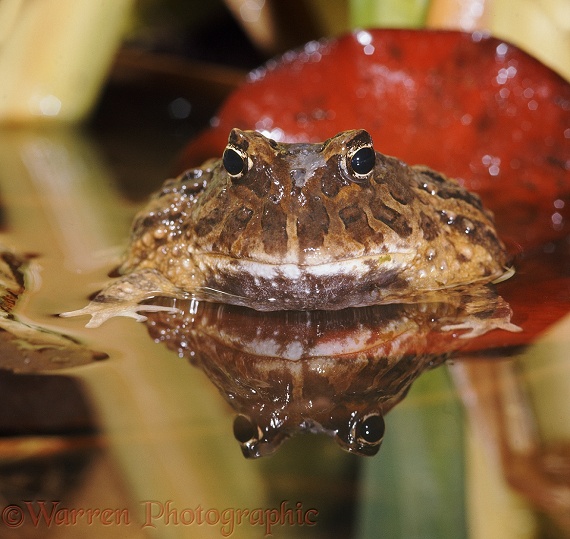Columbian Horned Frog (Ceratophrys cornuta).  South America