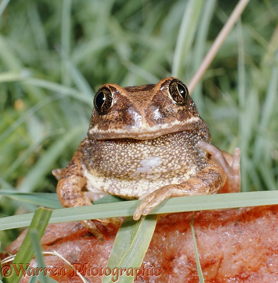 Frog (Leptopelis bocahei), adult male.  Africa