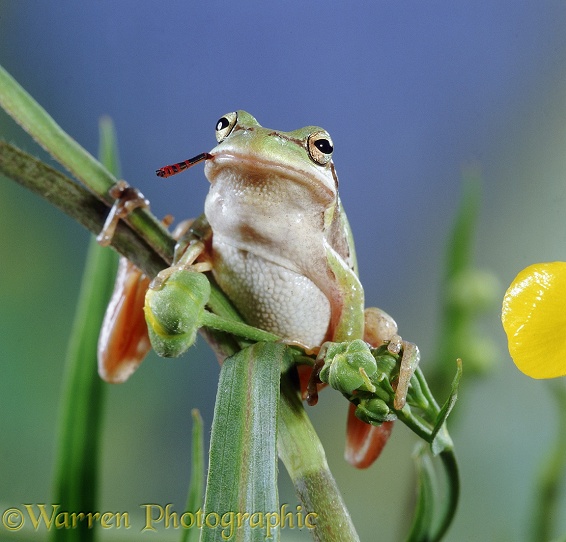 European Tree Frog (Hyla arborea) swallowing a damselfly