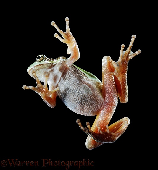 European Tree Frog (Hyla arborea) clinging to vertical glass, showing disc-shaped adhesive pads on its fingers and toes