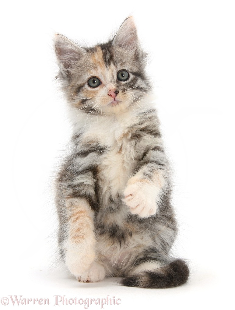 Maine Coon-cross kitten, 7 weeks old, white background