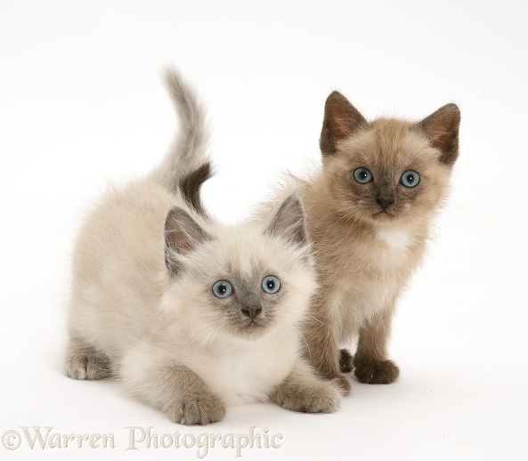 Brown and blue-point Birman-cross kittens, white background