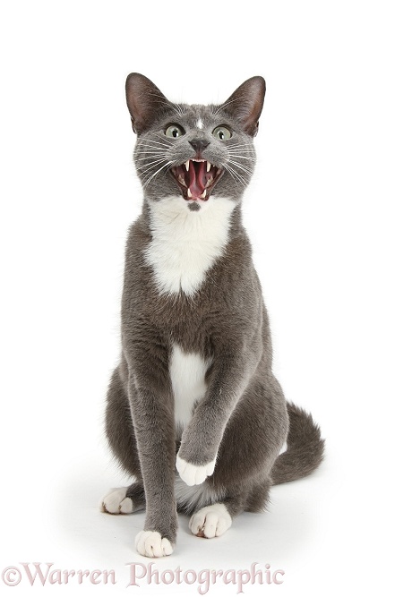 Blue-and-white Burmese-cross cat Levi snarling, white background