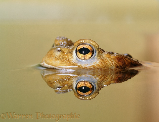 Toad with reflection at the surface of a pond