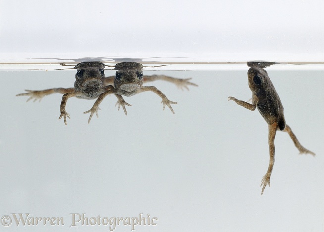 Newly-metamorphosed toadlets of Common Toad (Bufo bufo) floating at the surface. They are ready to leave the water and will soon drown if prevented from doing so, white background