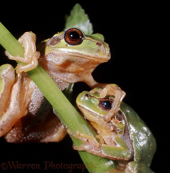 European Tree Frogs (Hyla arborea)