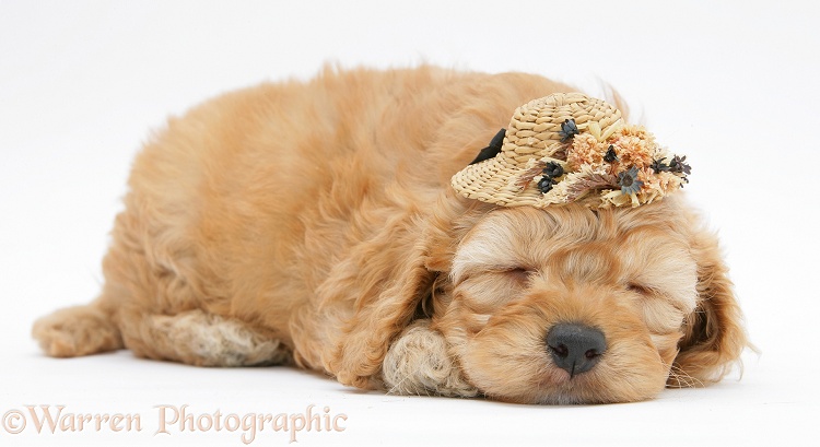 Golden Cockapoo pup, 6 weeks old, asleep wearing straw hat, white background