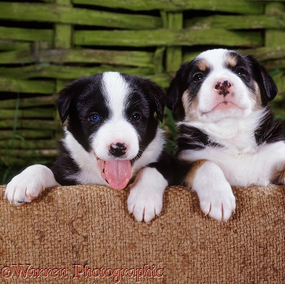 Border Collie pups, 4 weeks old, looking over the side of the whelping box