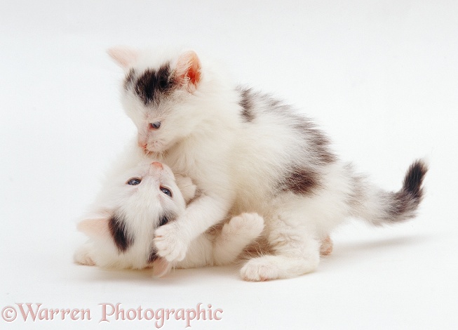 Two black-and-white kittens, 7 weeks old, playing, white background