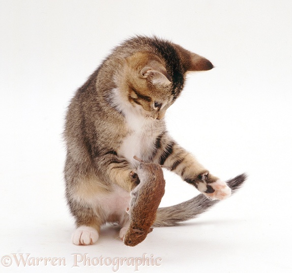 Kitten, 11 weeks old, playing with a dead mouse, white background