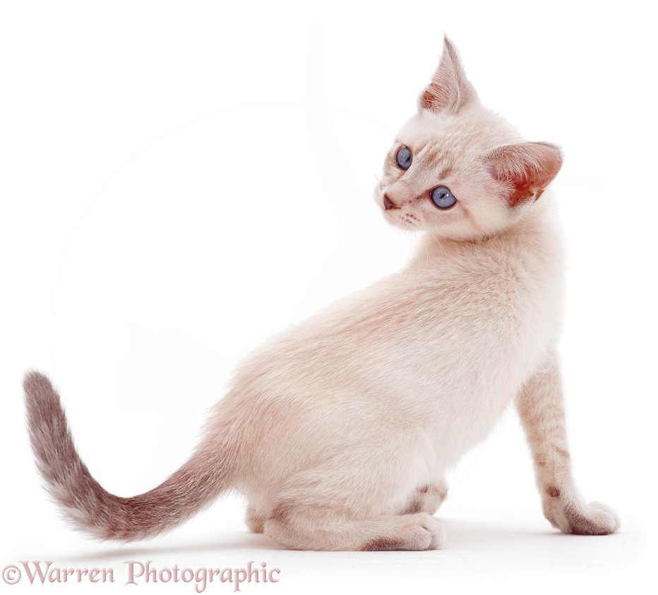 Pale colourpoint kitten looking over its shoulder, white background