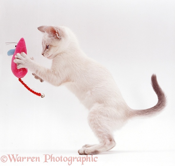 Pale colourpoint kitten playing with a toy mouse, white background