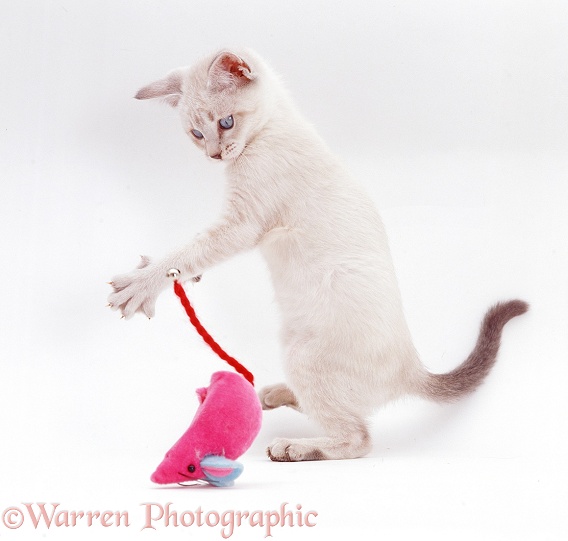 Pale colourpoint kitten playing with a toy mouse, white background