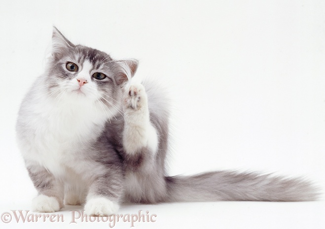 Grey-and-white cat scratching its ear, white background