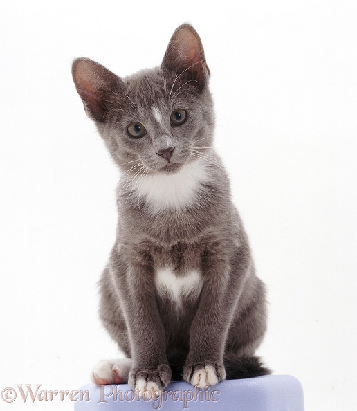 Grey-and-white Tonkinese kitten, white background