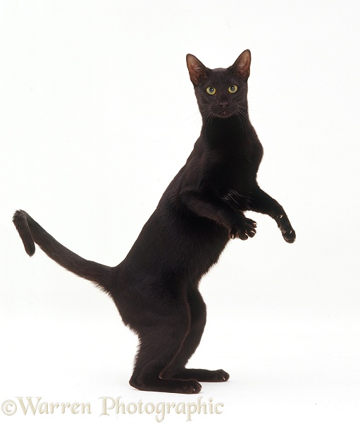 Black Oriental cat standing up, white background