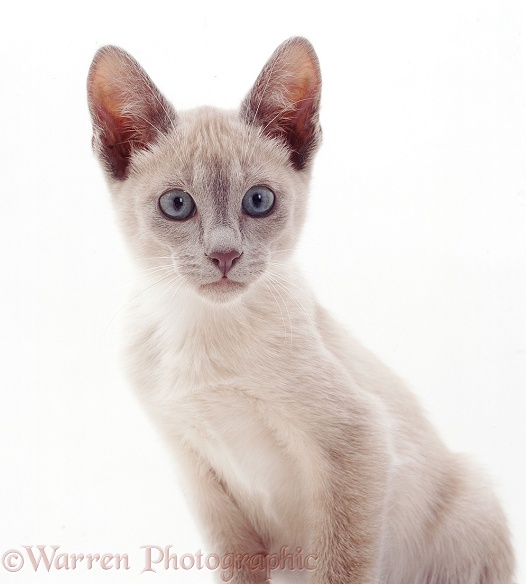 Tonkinese cat, white background