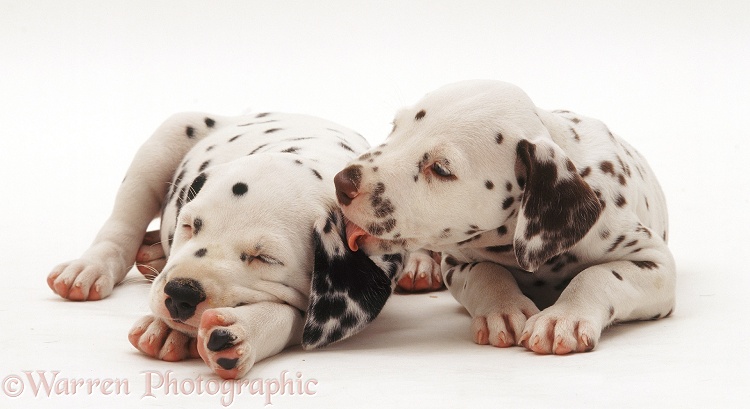 Dalmatian pups, 7 weeks old, white background