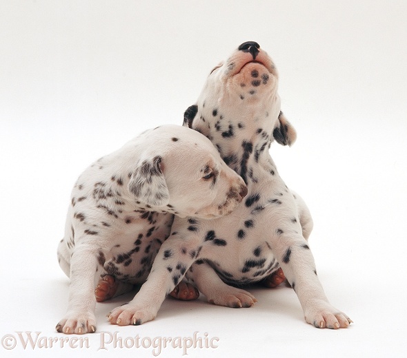 Dalmatian pups, 3 weeks old, white background