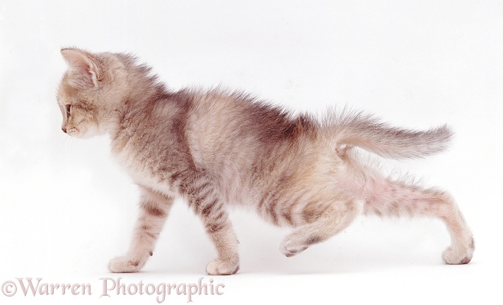 Grey kitten stretching, white background