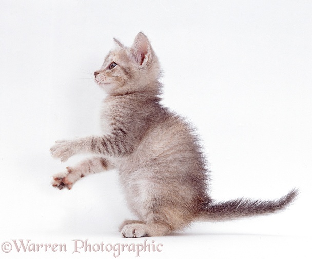 Playful grey kitten, white background