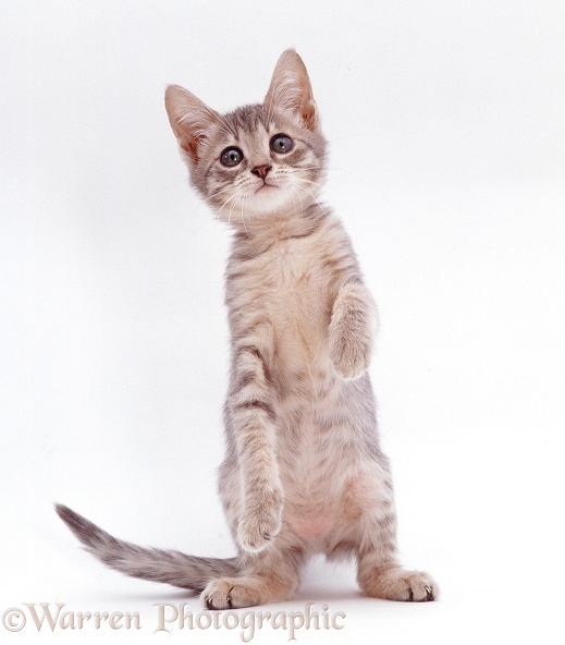 Silver tabby kitten standing up, white background