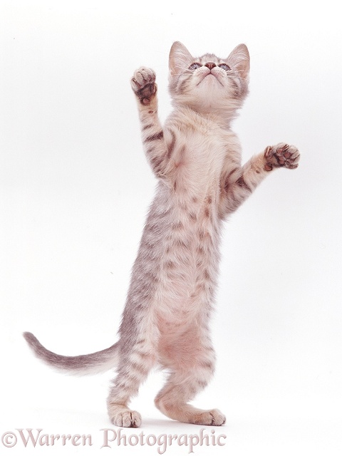 Silver tabby kitten standing and reaching up, white background