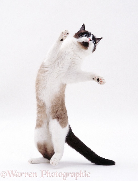 Ragdoll cat standing and reaching up, white background