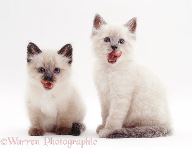 Colourpoint Siamese kittens licking their lips, white background