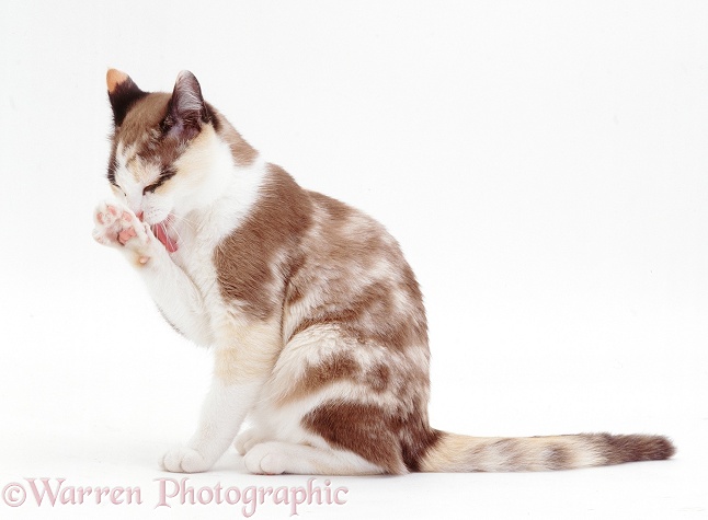 Chocolate-tortoiseshell-and-white cat, Cookie, 5 months old, washing paw, white background