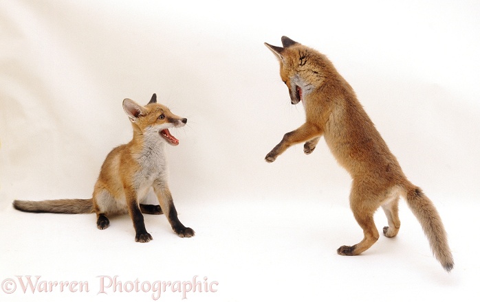 Playful Red Fox (Vulpes vulpes) cubs, 13 weeks old, white background