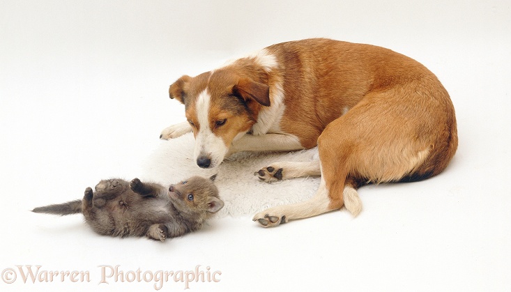 Border Collie bitch, Fan, with Red Fox (Vulpes vulpes) cub, white background