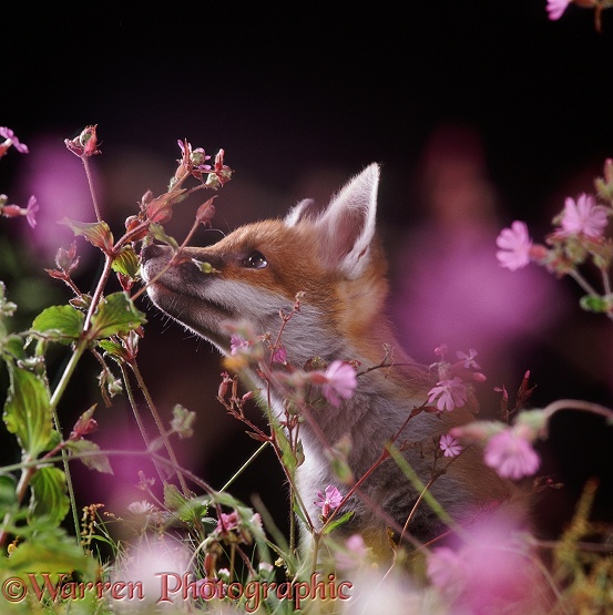 Red Fox (Vulpes vulpes) cub, 11 weeks old, among Red Campion (Silene dioica) flowers