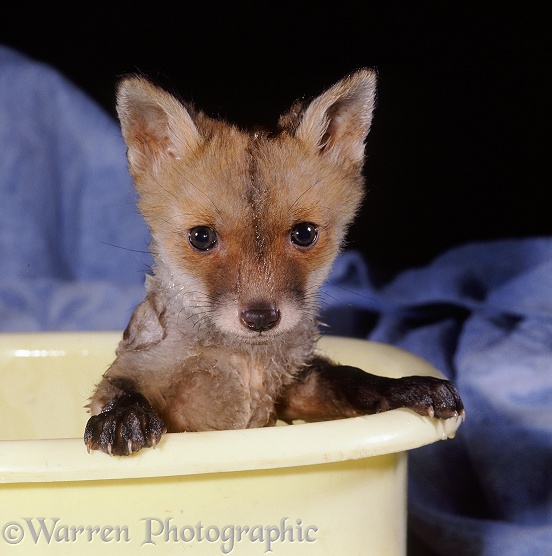 Rescue Fox (Vulpes vulpes) cub, 5 weeks old, being bathed