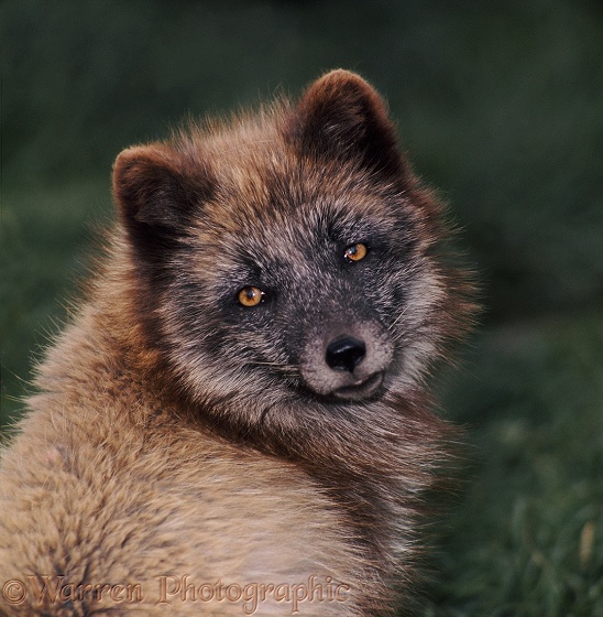 Arctic Fox (Alopex lagopus), blue phase - summer coat