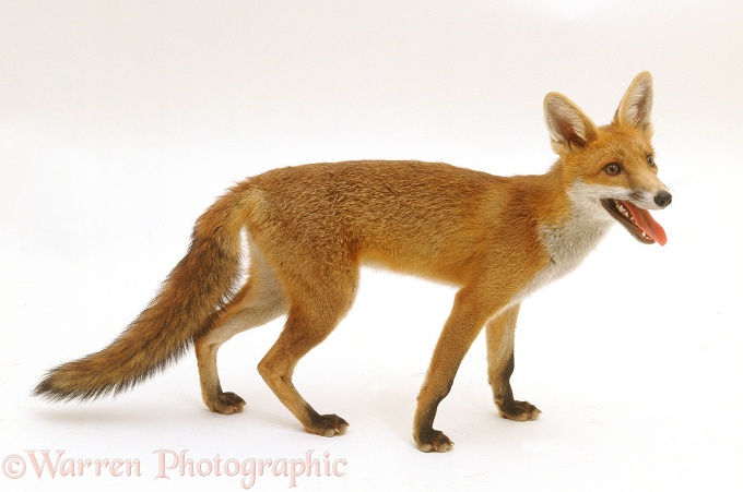 Young Red Fox (Vulpes vulpes), white background