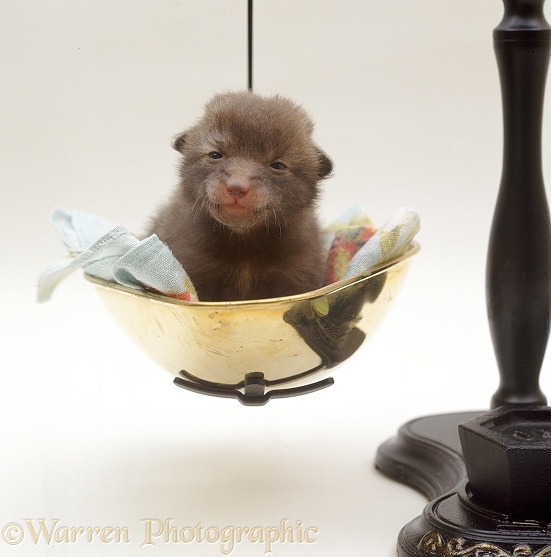 Weighing a Red Fox (Vulpes vulpes) cub, 10 days old, white background