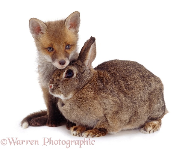 Red Fox (Vulpes vulpes) cub and adult European Rabbit (Oryctolagus cuniculus), white background