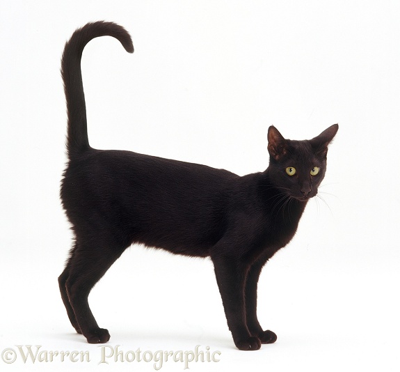 Black Oriental cat standing, white background