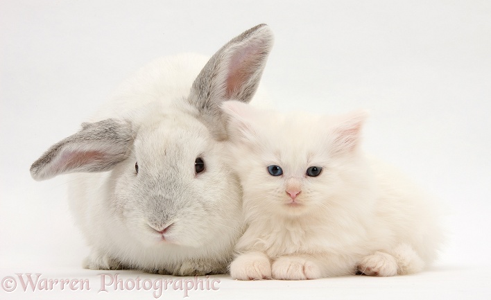 White Maine Coon kitten and white rabbit, white background