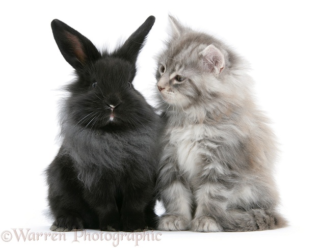 Maine Coon kitten, 8 weeks old, and black baby Dutch x Lionhead rabbit, white background