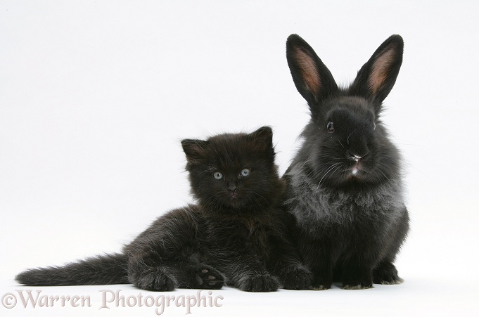 Black kitten with black Lionhead-cross rabbit, white background