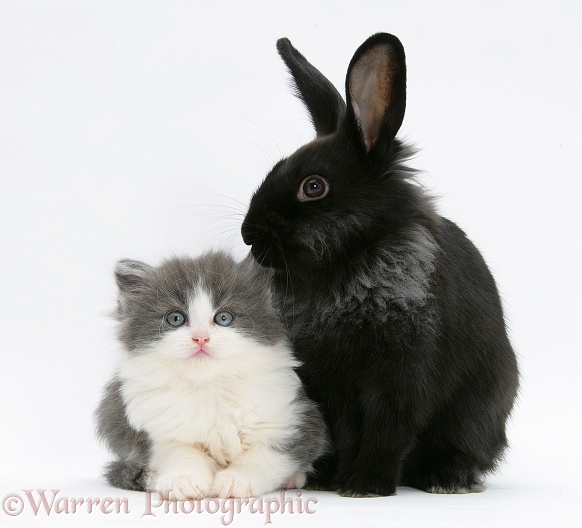 Grey-and-white kitten with black Lionhead-cross rabbit, white background