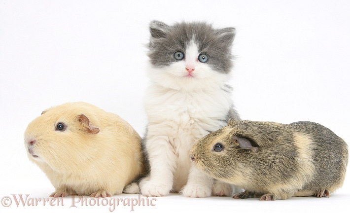 Grey-and-white kitten with Guinea pigs, white background