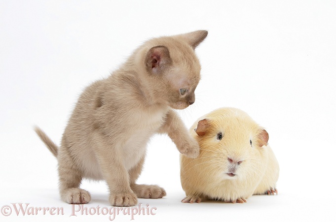 Burmese kitten, 7 weeks old, and guinea pig, white background
