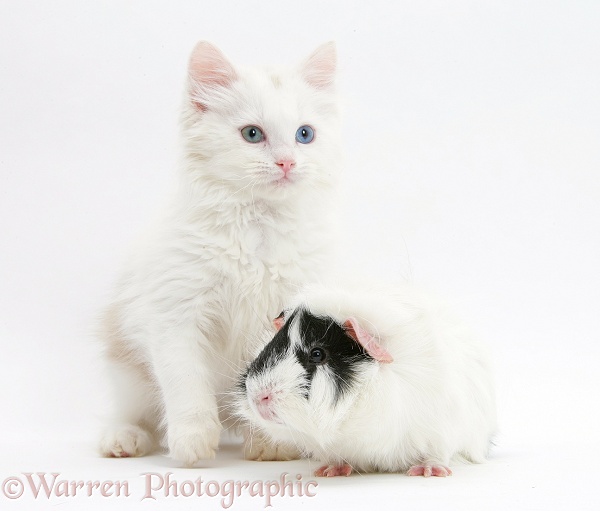 Birman x Ragdoll kitten, Willow, 11 weeks old playing and black-and-white guinea pig, white background