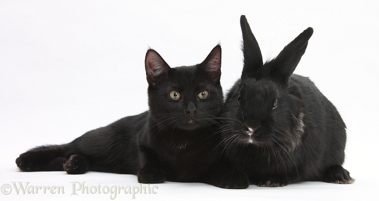 Black male cat, Joey, 6 months old, with black Lionhead-cross rabbit, white background
