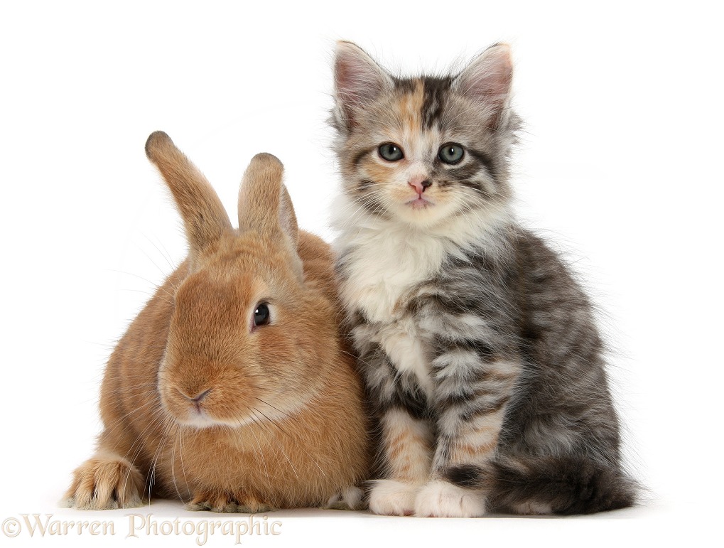 Ginger rabbit and Maine Coon-cross kitten, 7 weeks old, white background
