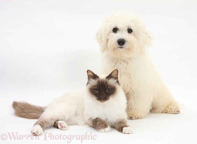 Bichon Frise dog, Louie, 5 months old, with a Birman cat, white background