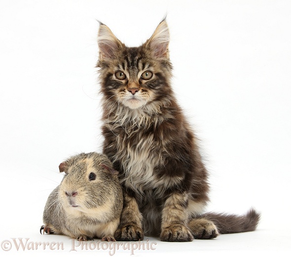 Tabby Maine Coon kitten, Logan, 12 weeks old, with guinea pig, white background